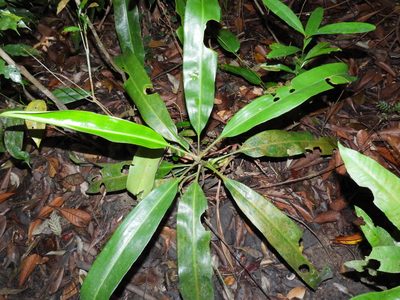 Nepenthes rafflesiana, photographed by Samuel Lee