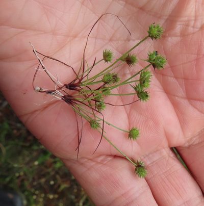 Isolepis hystrix, photographed by linkie