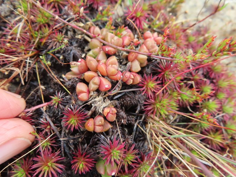 Disphyma dunsdonii, photographed by linkie