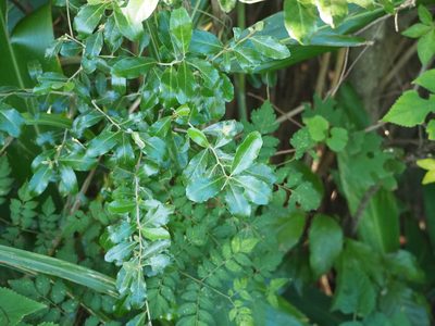 Elaeagnus oldhamii, photographed by 葉子