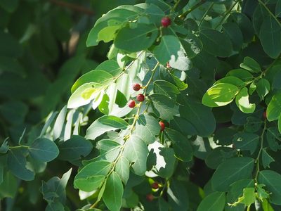 Breynia vitis-idaea, photographed by 葉子