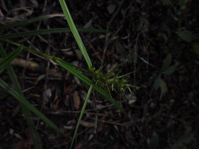 Scleria levis, photographed by Samuel Lee