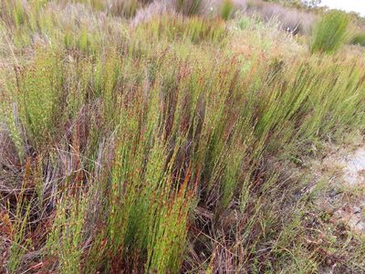 Elegia microcarpa, photographed by linkie