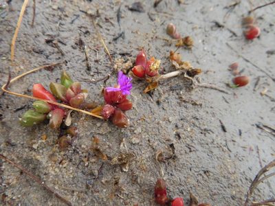 Disphyma dunsdonii, photographed by linkie