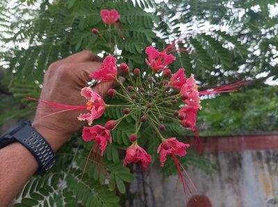 Caesalpinia pulcherrima, photographed by Ramnarayan K