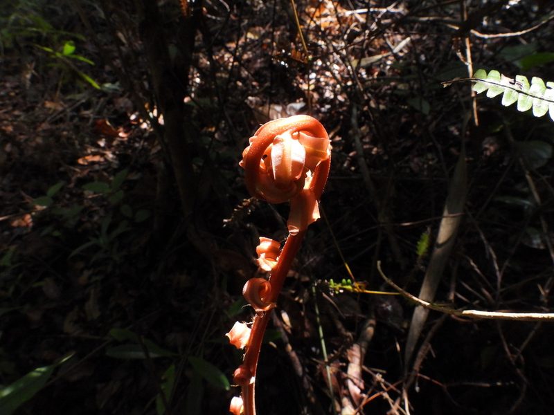 Blechnopsis finlaysoniana, photographed by Samuel Lee