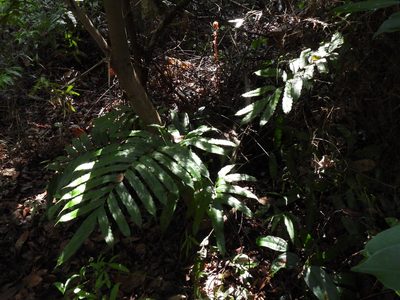 Blechnopsis finlaysoniana, photographed by Samuel Lee