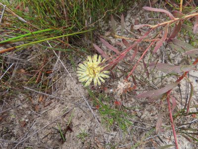 Leucospermum pedunculatum, photographed by linkie