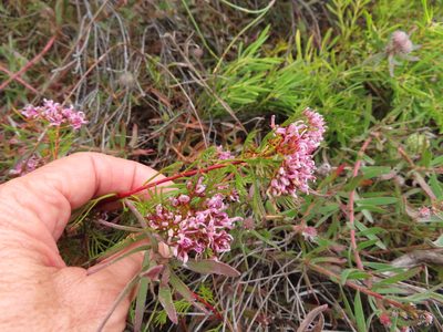 Serruria bolusii, photographed by linkie