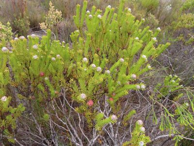 Leucadendron linifolium, photographed by linkie