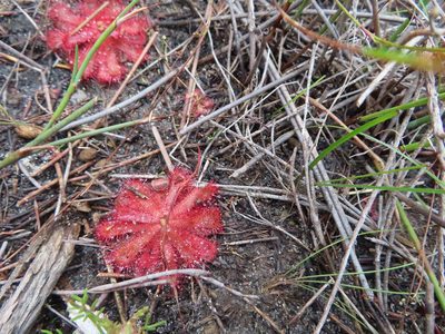 Drosera trinervia, photographed by linkie