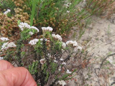 Metalasia brevifolia, photographed by linkie