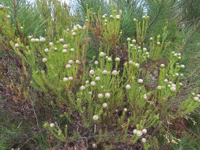 Leucadendron linifolium, photographed by linkie