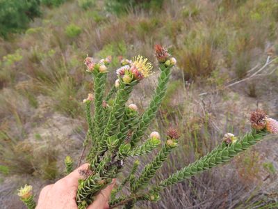 Leucospermum truncatulum, photographed by linkie