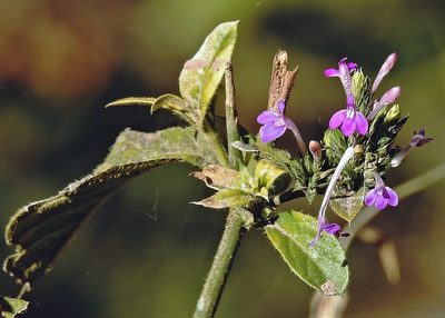 Justicia goudotii, photographed by Hugo Hulsberg