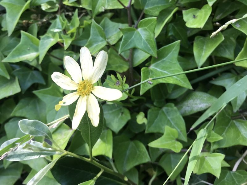 Senecio macroglossus, photographed by Andrew Gillespie