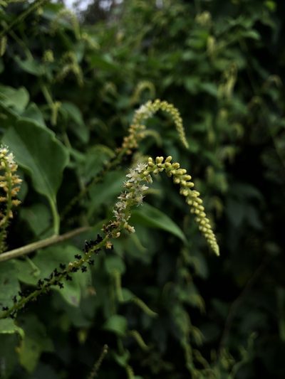 Anredera ramosa, photographed by Skjold Søndergaard