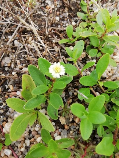 Eclipta elliptica, photographed by Agustina Medina