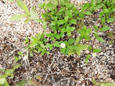 Eclipta elliptica, photographed by Agustina Medina