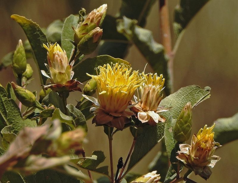 Dinoseris salicifolia, photographed by Hugo Hulsberg