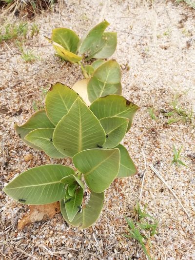 Asclepias candida, photographed by Agustina Medina