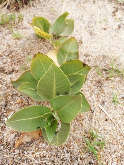Asclepias candida, photographed by Agustina Medina