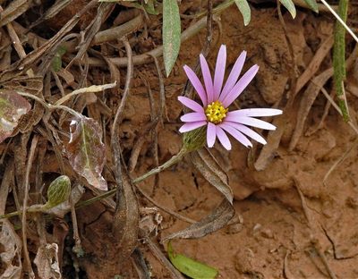 Onoseris alata, photographed by Hugo Hulsberg