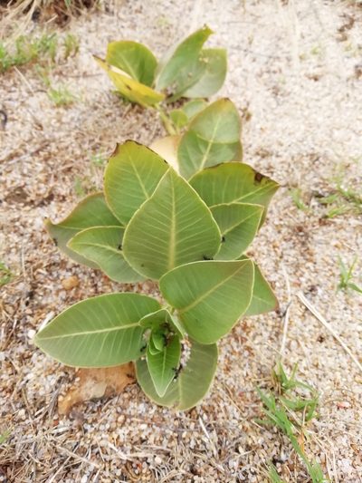 Asclepias candida, photographed by Agustina Medina