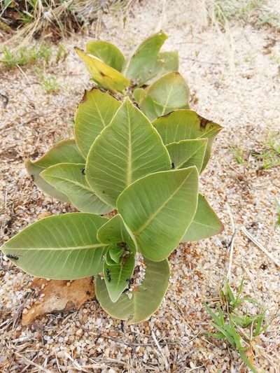 Asclepias candida, photographed by Agustina Medina