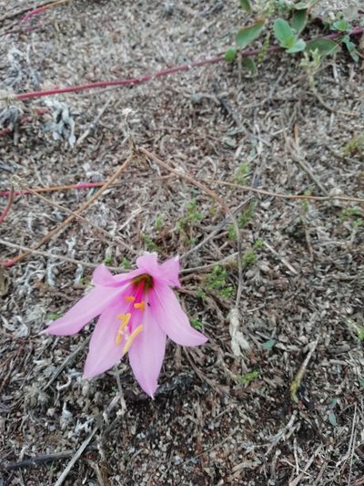 Habranthus gracilifolius, photographed by Agustina Medina