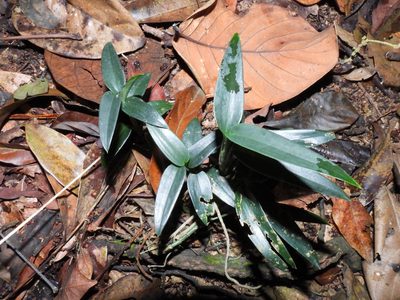 Scindapsus hederaceus, photographed by Samuel Lee