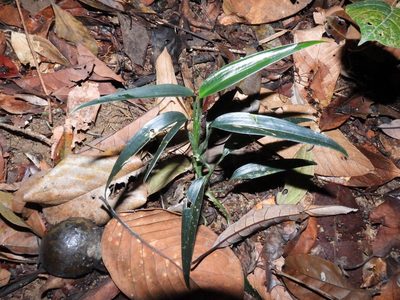 Scindapsus hederaceus, photographed by Samuel Lee