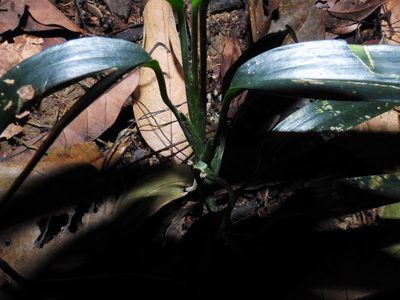 Scindapsus hederaceus, photographed by Samuel Lee