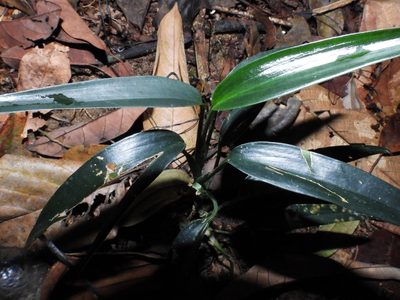 Scindapsus hederaceus, photographed by Samuel Lee