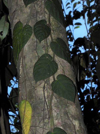 Ficus villosa, photographed by Samuel Lee