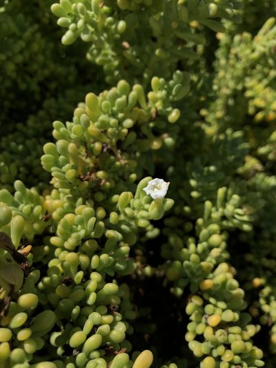 Nolana galapagensis, photographed by Skjold Søndergaard