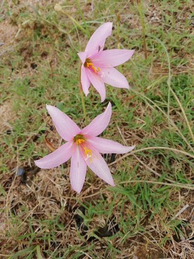 Habranthus gracilifolius, photographed by Agustina Medina