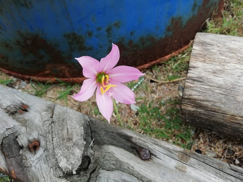 Habranthus gracilifolius, photographed by Agustina Medina