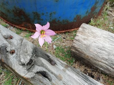 Habranthus gracilifolius, photographed by Agustina Medina