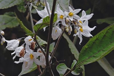 Solanum aloysiifolium, photographed by Hugo Hulsberg