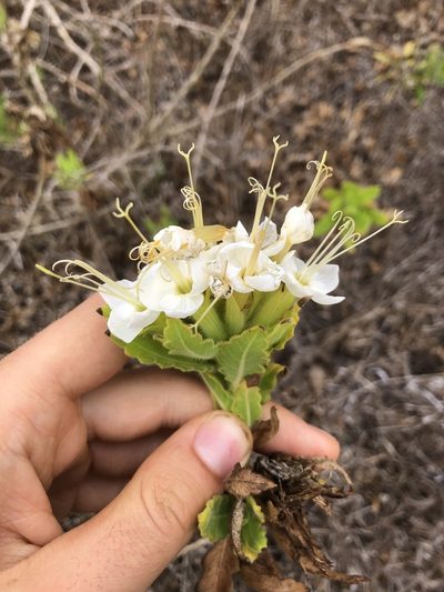 Cantua quercifolia, photographed by Skjold Søndergaard