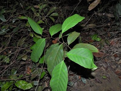 Prunus polystachya, photographed by Samuel Lee