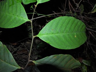 Prunus polystachya, photographed by Samuel Lee