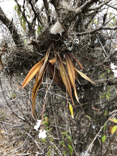 Ionopsis utricularioides, photographed by Skjold Søndergaard