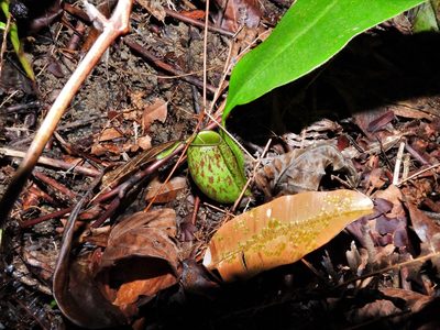 Nepenthes ampullaria, photographed by Samuel Lee