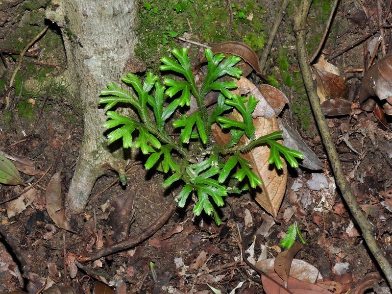 Selaginella intermedia, photographed by Samuel Lee