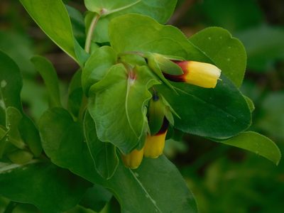 Cerinthe major, photographed by Andrea Adelfio
