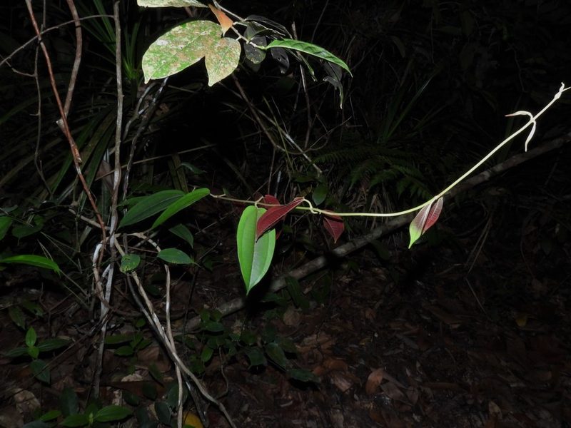 Dissochaeta gracilis, photographed by Samuel Lee