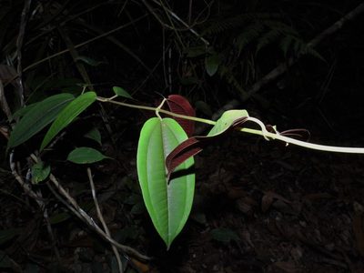 Dissochaeta gracilis, photographed by Samuel Lee