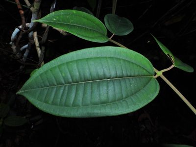 Dissochaeta gracilis, photographed by Samuel Lee